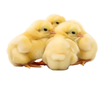 Imagen PNG para descargar